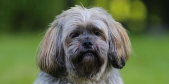 Lhasa-Apso-2